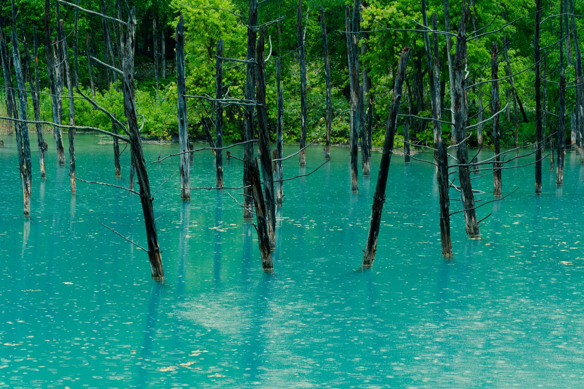 Turquoise water and standing trees at the Blue Pond near Biei, Hokkaido, Japan
